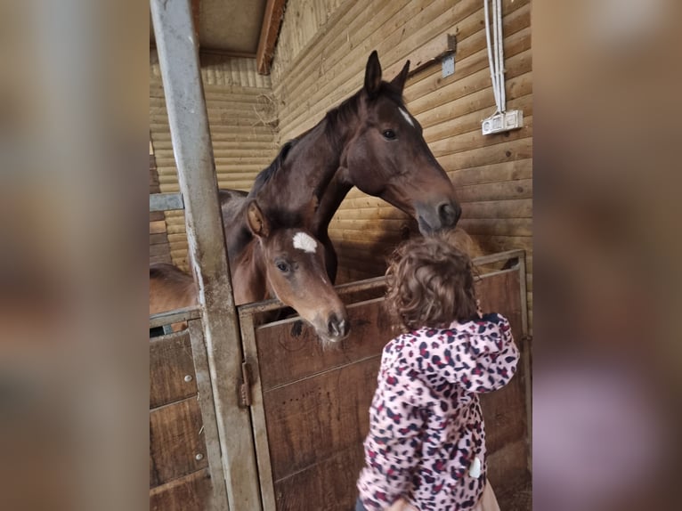 Belga Giumenta 15 Anni 175 cm Baio ciliegia in Pragersko