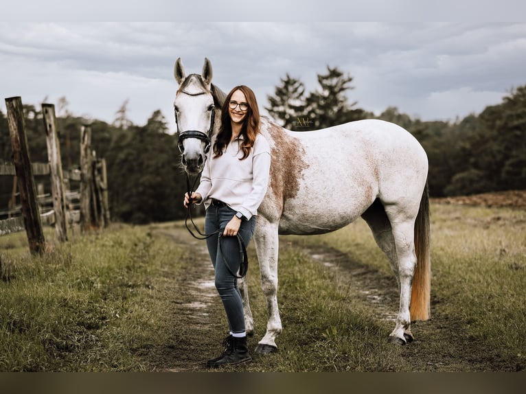 Belga Giumenta 16 Anni 160 cm Falbo baio in Schwertberg