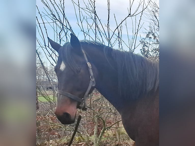 Belga Giumenta 16 Anni 164 cm Baio scuro in Lier