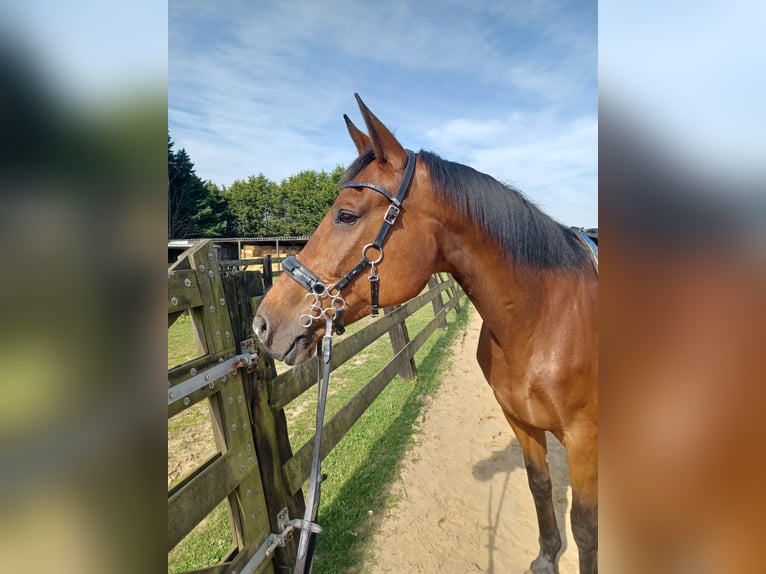 Belga Giumenta 16 Anni 165 cm Baio ciliegia in Tessenderlo