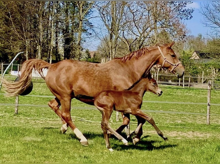 Belga Giumenta 16 Anni 168 cm Sauro in Forville