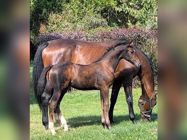 Belga Giumenta 16 Anni Baio in Saint-Jean-de-Rebervilliers