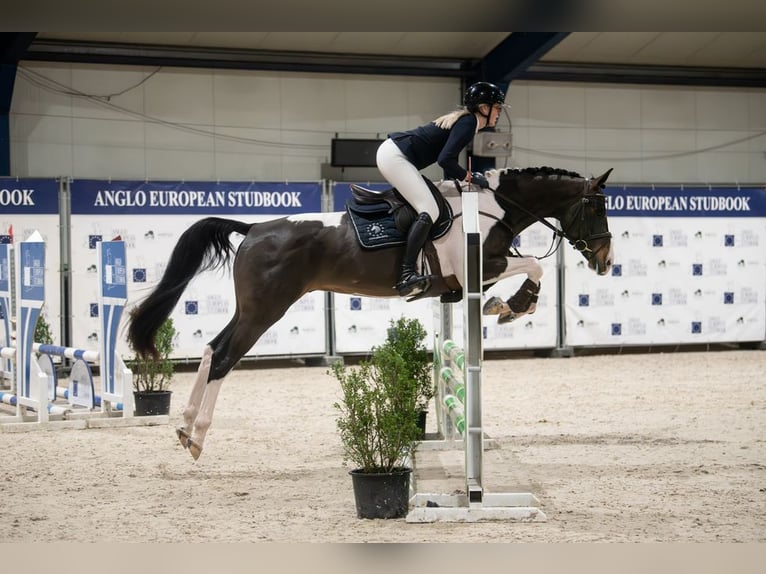 Belga Giumenta 17 Anni 100 cm Pezzato in Grote Brogel