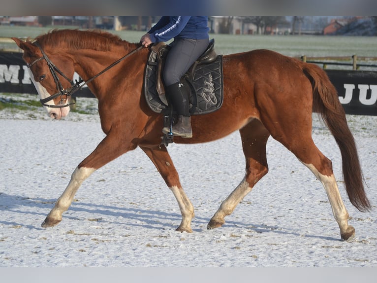 Belga Giumenta 17 Anni 160 cm Sauro in Breda