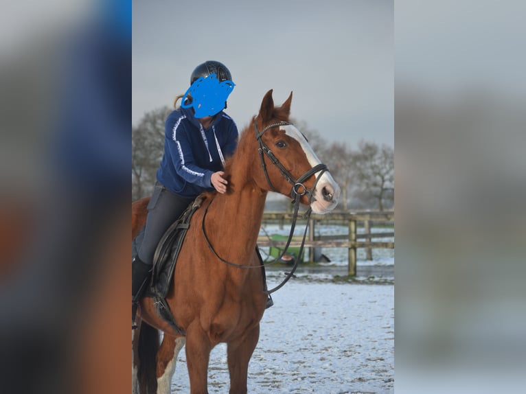 Belga Giumenta 17 Anni 160 cm Sauro in Breda