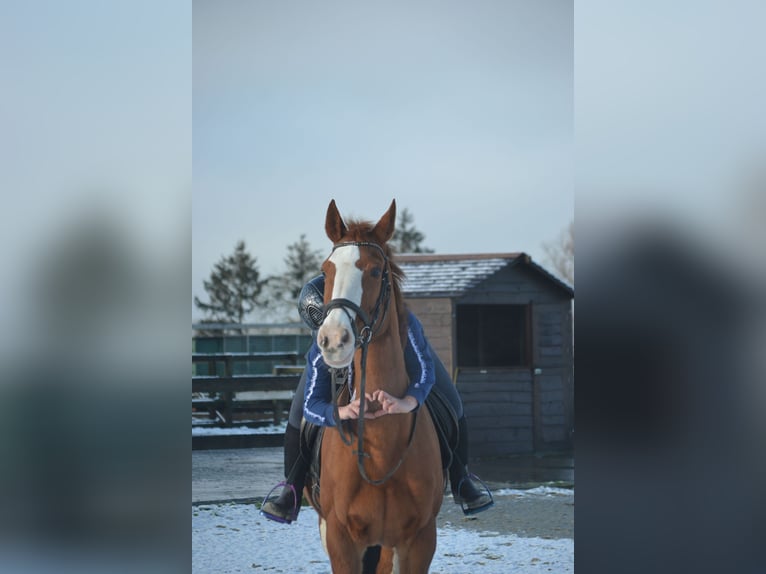 Belga Giumenta 17 Anni 160 cm Sauro in Breda