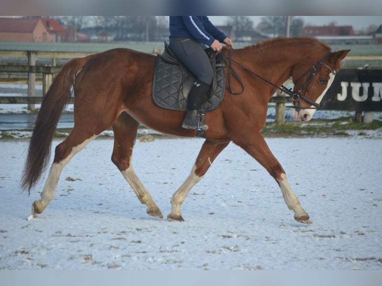 Belga Giumenta 17 Anni 160 cm Sauro in Breda