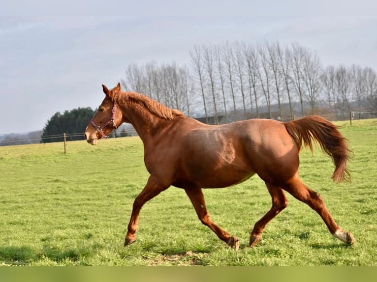 Belga Giumenta 17 Anni 165 cm Sauro in Enghien