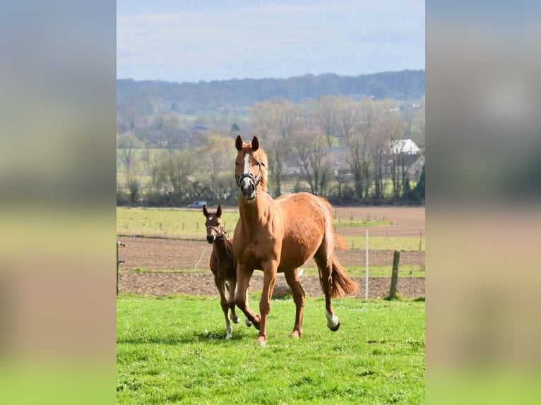 Belga Giumenta 17 Anni 165 cm Sauro in Enghien