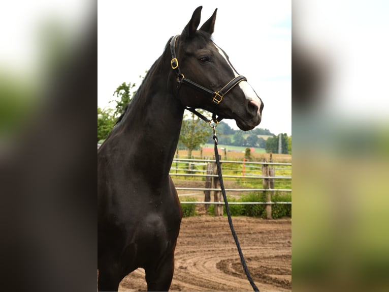 Belga Giumenta 17 Anni 170 cm Morello in Olen