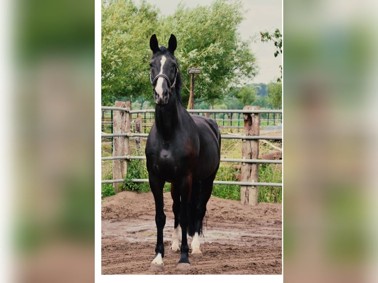 Belga Giumenta 17 Anni 170 cm Morello in Olen