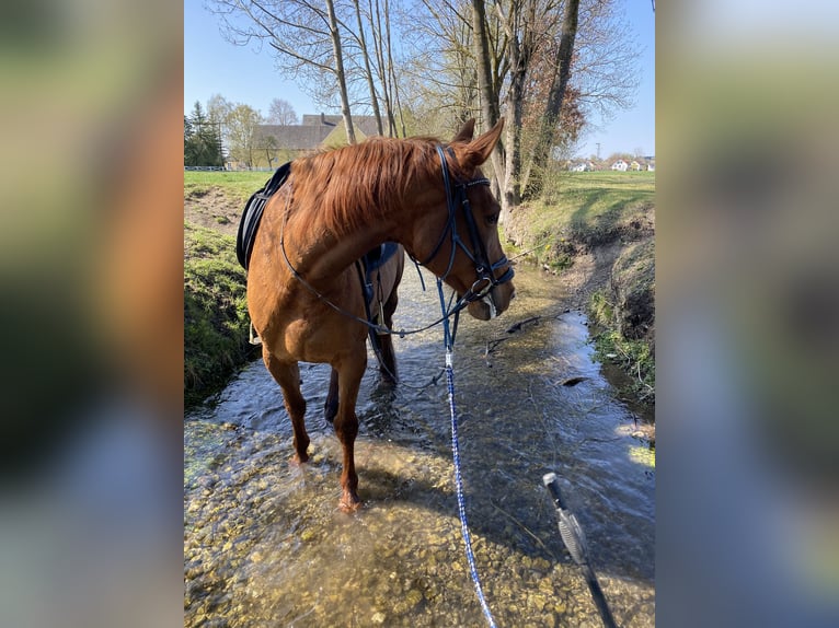 Belga Giumenta 18 Anni 170 cm Sauro in Gilching