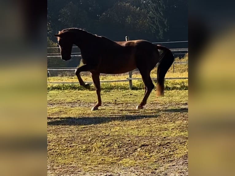 Belga Giumenta 18 Anni 170 cm Sauro in Gilching