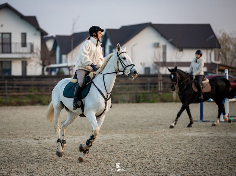 Belga Giumenta 19 Anni 163 cm Grigio in Darza