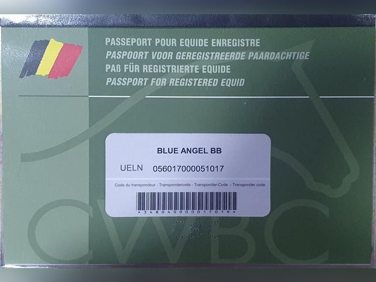 Belga Giumenta 1 Anno 135 cm Palomino in Visz