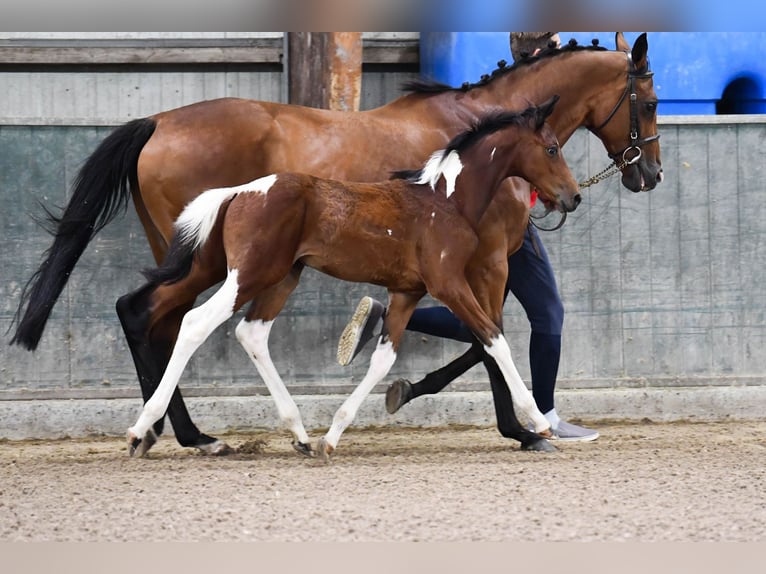 Belga Giumenta 1 Anno 164 cm Tobiano-tutti i colori in Waregem