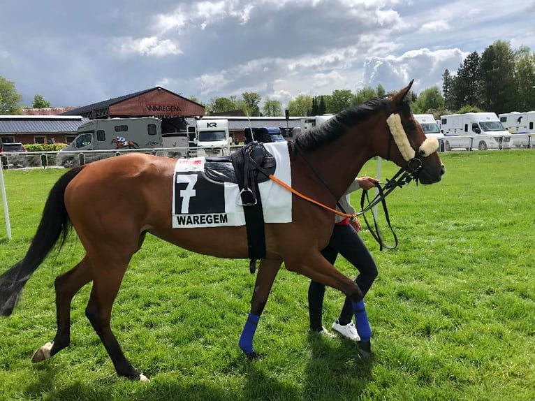 Belga Giumenta 1 Anno 164 cm Tobiano-tutti i colori in Waregem