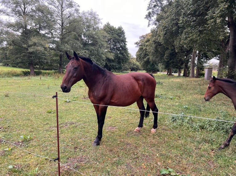 Belga Giumenta 20 Anni 170 cm Baio scuro in Schwaan