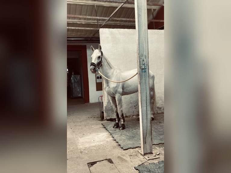 Belga Giumenta 22 Anni 165 cm Grigio in Simancas