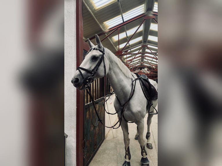Belga Giumenta 22 Anni 165 cm Grigio in Simancas