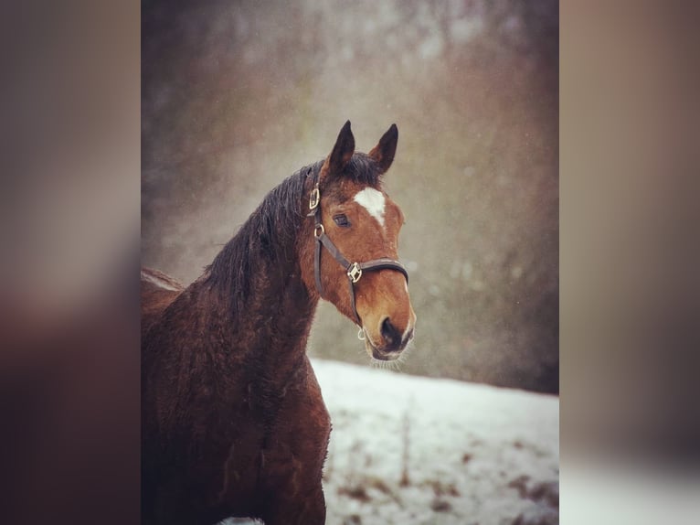 Belga Giumenta 22 Anni 170 cm Baio scuro in Löllbach