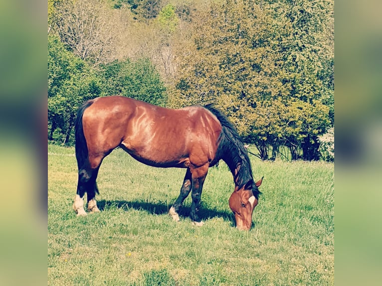 Belga Giumenta 22 Anni 170 cm Baio scuro in Löllbach