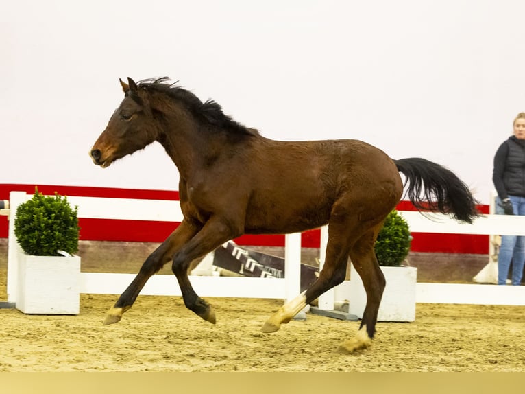 Belga Giumenta 2 Anni 136 cm Baio in Waddinxveen