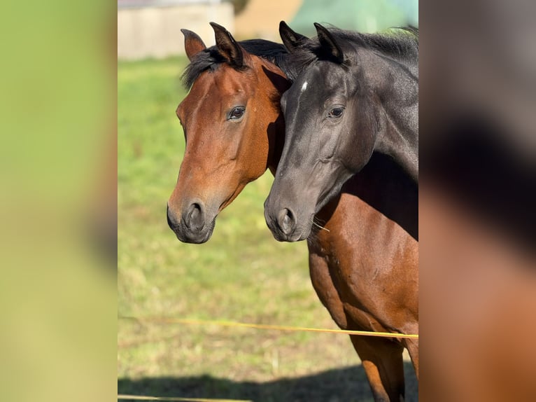 Belga Giumenta 2 Anni 150 cm Morello in Einbeck