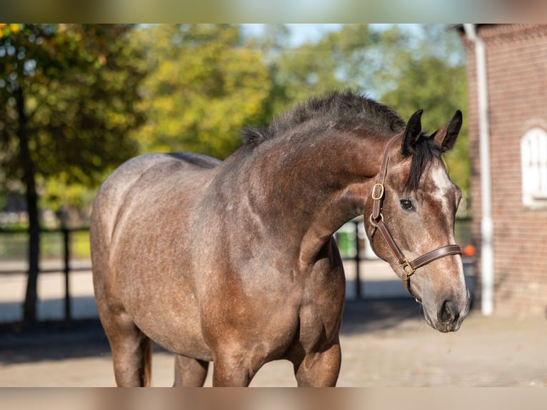 Belga Giumenta 2 Anni 167 cm Grigio in Kaulille