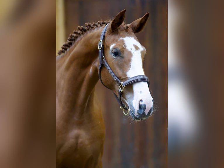 Belga Giumenta 2 Anni 169 cm Sauro in Kinrooi