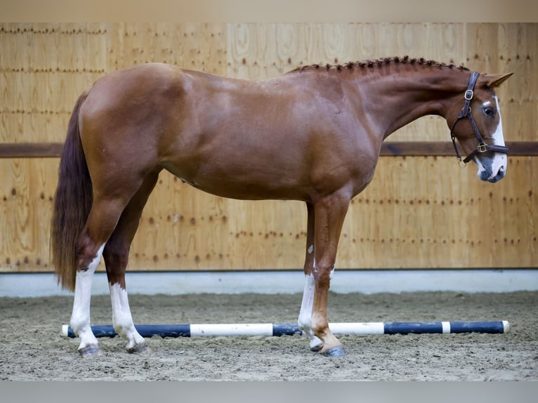 Belga Giumenta 2 Anni 169 cm Sauro in Kinrooi