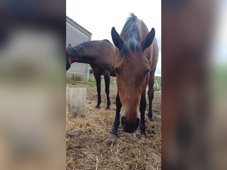 Belga Giumenta 2 Anni 170 cm Baio in Ieper