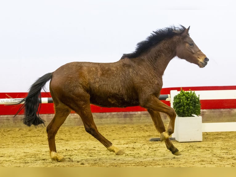 Belga Giumenta 3 Anni 142 cm Baio in Waddinxveen