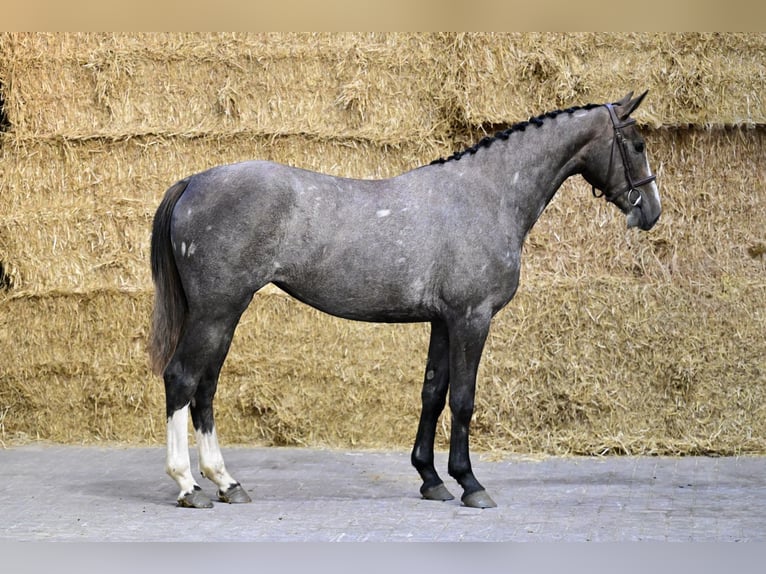 Belga Giumenta 3 Anni 155 cm  in Bladel