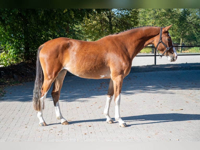 Belga Giumenta 3 Anni 156 cm Baio in Kaulille