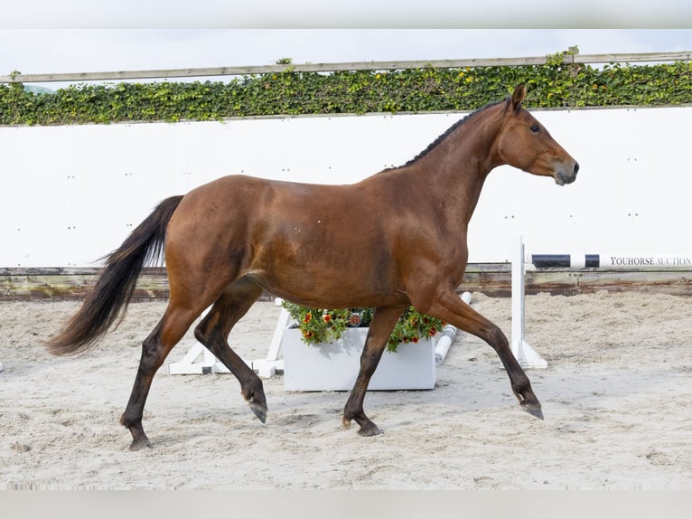 Belga Giumenta 3 Anni 157 cm Baio in Waddinxveen