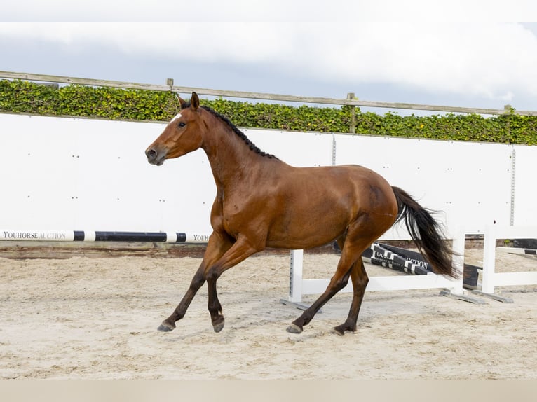 Belga Giumenta 3 Anni 157 cm Baio in Waddinxveen