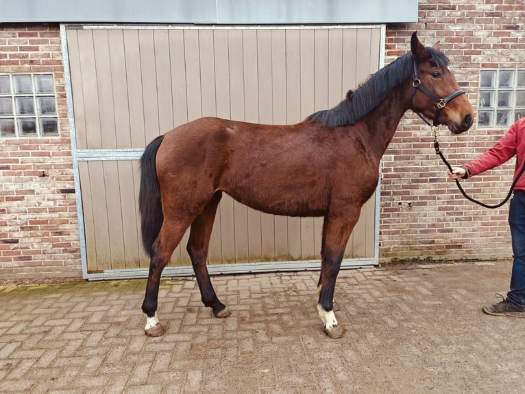 Belga Giumenta 3 Anni 158 cm  in Grote-Brogel