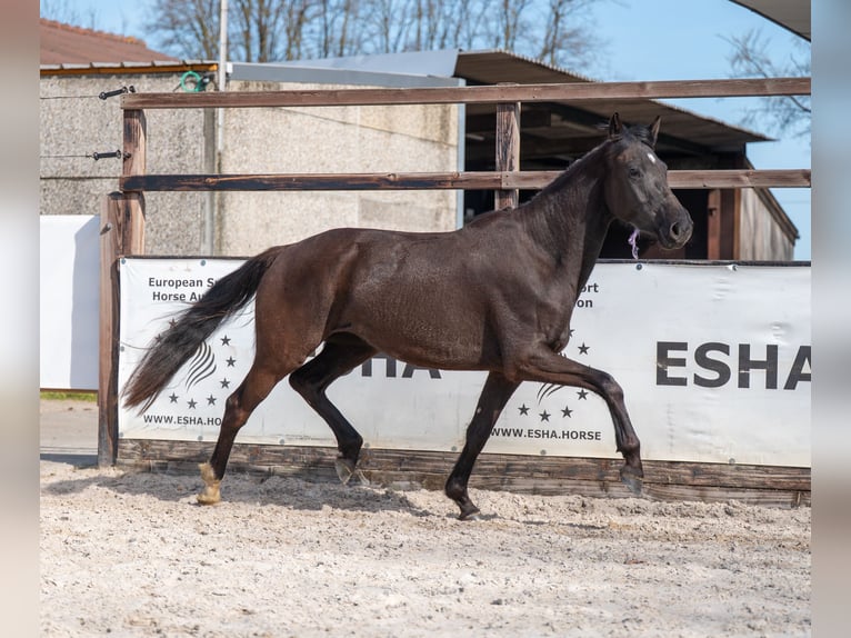 Belga Giumenta 3 Anni 160 cm  in GROTE-BROGEL