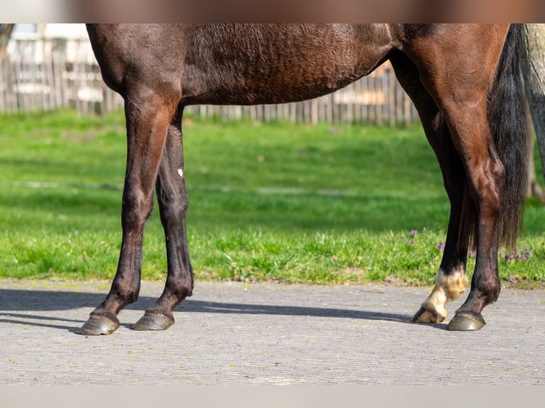 Belga Giumenta 3 Anni 160 cm  in GROTE-BROGEL