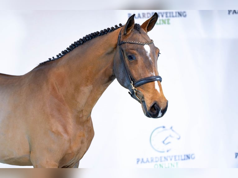 Belga Giumenta 3 Anni 161 cm Baio in Heerde