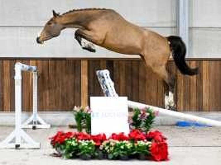 Belga Giumenta 3 Anni 163 cm Baio ciliegia in Sint-Niklaas