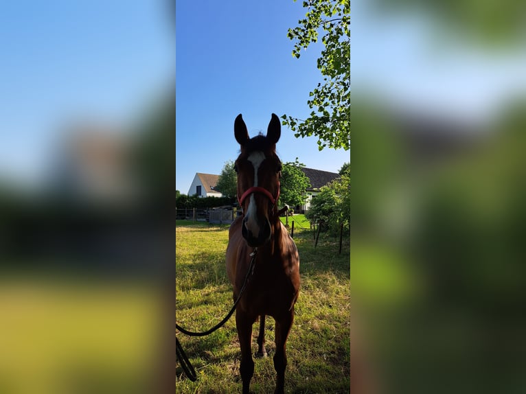 Belga Giumenta 3 Anni 165 cm Baio in Semmerzake