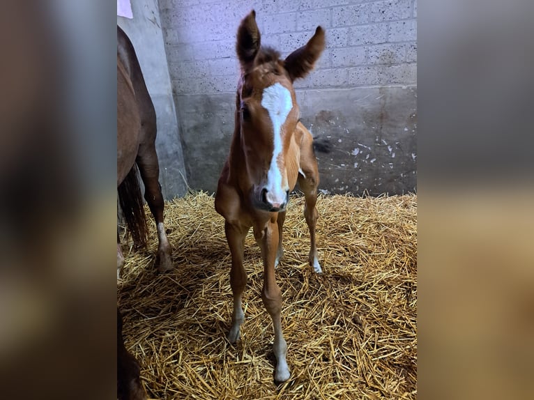 Belga Giumenta 3 Anni 165 cm Baio in Semmerzake
