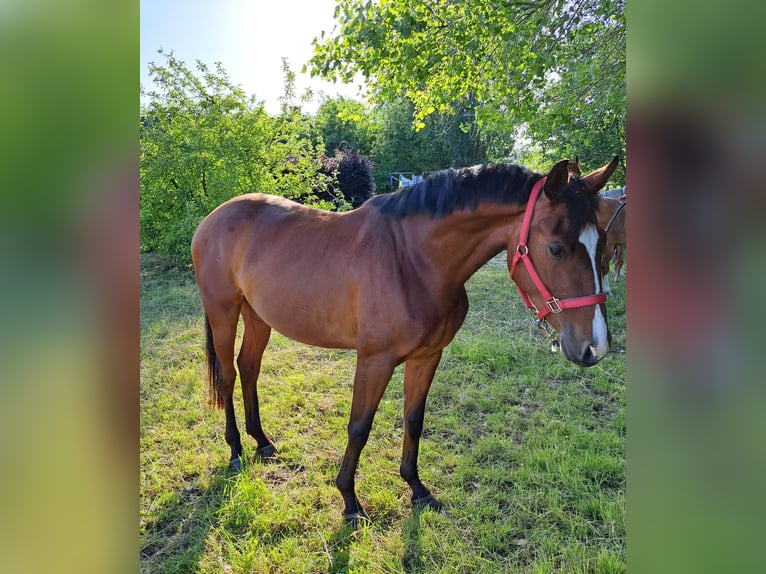 Belga Giumenta 3 Anni 165 cm Baio in Semmerzake