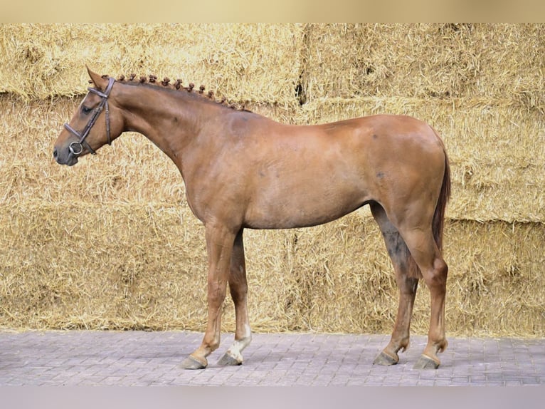 Belga Giumenta 3 Anni 165 cm  in Bladel