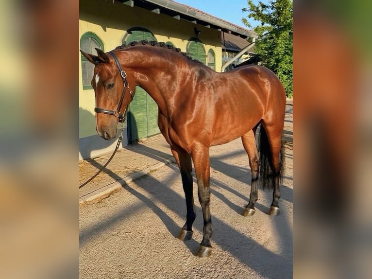 Belga Giumenta 3 Anni 167 cm Baio in Sainte-Consorce