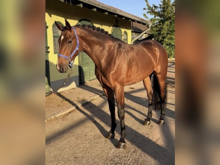 Belga Giumenta 3 Anni 167 cm Baio in Murska Soboda