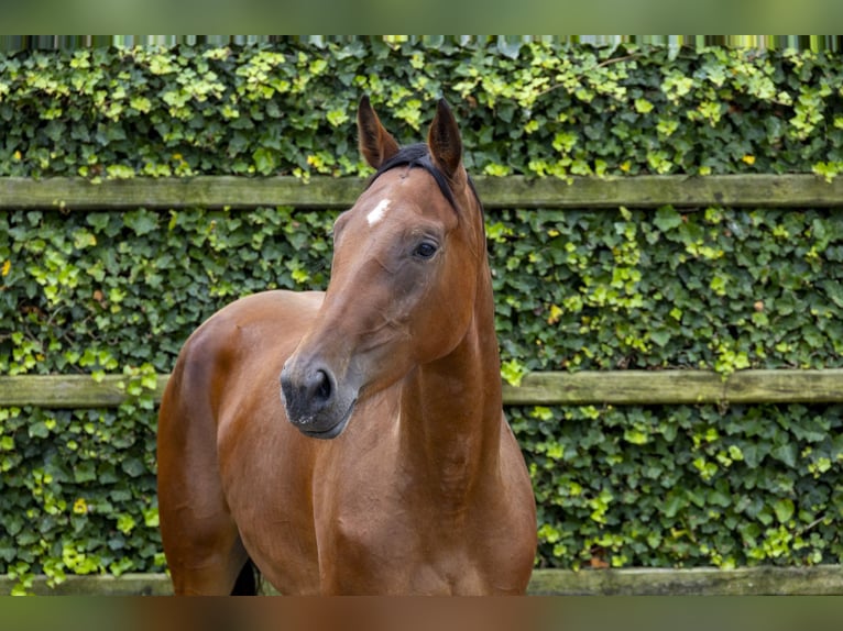 Belga Giumenta 3 Anni 169 cm Baio in Waddinxveen