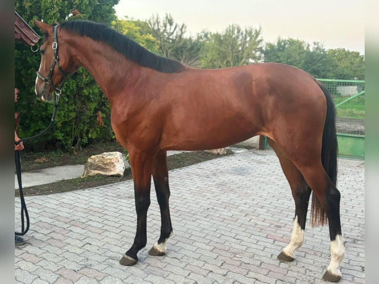 Belga Giumenta 3 Anni 170 cm Baio in Murska Soboda